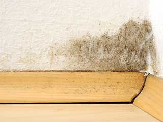 Cheap Mold Removal | Mission Viejo